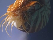 кадр из фильма BBC: Эти загадочные животные (BBC: Weird Nature) - 1