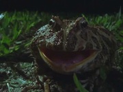 кадр из фильма BBC: Эти загадочные животные (BBC: Weird Nature) - 3