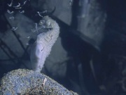кадр из фильма BBC: Эти загадочные животные (BBC: Weird Nature) - 7