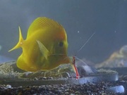 кадр из фильма BBC: Эти загадочные животные (BBC: Weird Nature) - 9