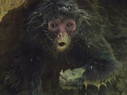 кадр из фильма BBC: Эти загадочные животные (BBC: Weird Nature) - 10