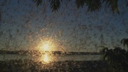 кадр из фильма Суперстая (Swarm: Nature's Incredible Invasions) - 3