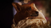 кадр из фильма Крошка из Беверли-Хиллз 2 (Beverly Hills Chihuahua 2) - 1