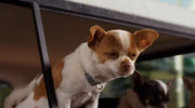 кадр из фильма Крошка из Беверли-Хиллз 2 (Beverly Hills Chihuahua 2) - 2