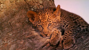 кадр из фильма Сын леопарда (The Leopard son) - 3