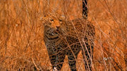 кадр из фильма Сын леопарда (The Leopard son) - 4