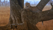 кадр из фильма Сын леопарда (The Leopard son) - 7