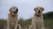 кадр из фильма Год собаки (A Dog Year) - 2