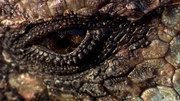 кадр из фильма Галапагосы (BBC: Galapagos) - 7