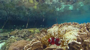 кадр из фильма Голубая бездна – 2: Экватор. Риф изобилия (Deep Blue 2: Equator Reefs of Riches) - 2