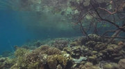кадр из фильма Голубая бездна – 2: Экватор. Риф изобилия (Deep Blue 2: Equator Reefs of Riches) - 4