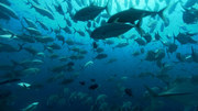 кадр из фильма Галапагосы (BBC: Galapagos) - 26