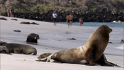 кадр из фильма Галапагосы (BBC: Galapagos) - 30
