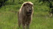 кадр из фильма Белый лев (White Lion) - 19