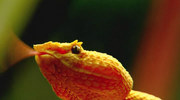 кадр из фильма Красота змей (The Beauty Of Snakes) - 3