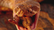 кадр из фильма Красота змей (The Beauty Of Snakes) - 4