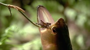 кадр из фильма Мифы Амазонки (Mythos Amazonas) - 1