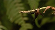 кадр из фильма Мифы Амазонки (Mythos Amazonas) - 2