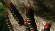 кадр из фильма Мифы Амазонки (Mythos Amazonas) - 3