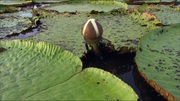 кадр из фильма Мифы Амазонки (Mythos Amazonas) - 10