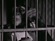 кадр из фильма Обезьяньи проделки (Monkey Business) - 3