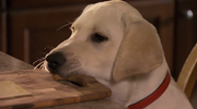 кадр из фильма Марли и я 2 (Marley & Me: The Puppy Years) - 1