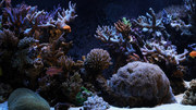 кадр из фильма Аквариум (HD Moods - Aquarium) - 1