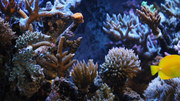 кадр из фильма Аквариум (HD Moods - Aquarium) - 2