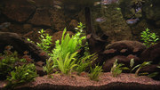 кадр из фильма Классический аквариум (Plasma Art - Classic Aquariums) - 1