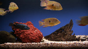кадр из фильма Классический аквариум (Plasma Art - Classic Aquariums) - 2