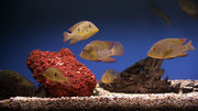 кадр из фильма Классический аквариум (Plasma Art - Classic Aquariums) - 3
