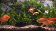 кадр из фильма Классический аквариум (Plasma Art - Classic Aquariums) - 5