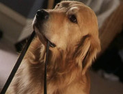 кадр из фильма Король воздуха: Золотая лига (Air Bud: Golden Receiver) - 5