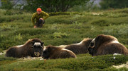 кадр из фильма Дикая природа Скандинавии (Wildes Skandinavien) - 1