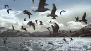 кадр из фильма Дикая природа Скандинавии (Wildes Skandinavien) - 3