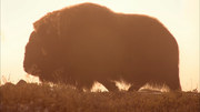 кадр из фильма Дикая природа Скандинавии (Wildes Skandinavien) - 5