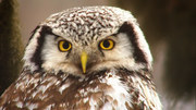 кадр из фильма Дикая природа Скандинавии (Wildes Skandinavien) - 6