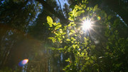 кадр из фильма Дикая природа Скандинавии (Wildes Skandinavien) - 7