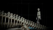 кадр из фильма Морские динозавры 3D: Путешествие в доисторический мир (Sea Rex 3D: Journey to a Prehistoric World) - 7