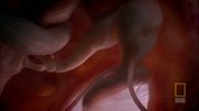 кадр из фильма Внутри живого тела (Inside the Living Body) - 6