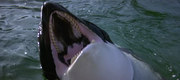 кадр из фильма Смерть среди айсбергов (Orca, the Killer Whale) - 1