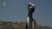 кадр из фильма Доисторические хищники (Prehistoric Predators) - 4