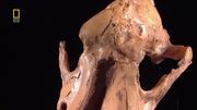кадр из фильма Доисторические хищники (Prehistoric Predators) - 8