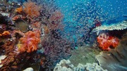 кадр из фильма На глубине морской (Under the Sea) - 3