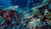 кадр из фильма На глубине морской (Under the Sea) - 4