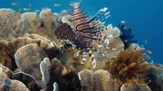 кадр из фильма На глубине морской (Under the Sea) - 5