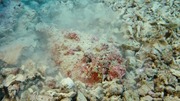 кадр из фильма На глубине морской (Under the Sea) - 6