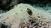 кадр из фильма На глубине морской (Under the Sea) - 8