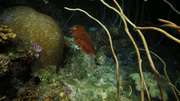 кадр из фильма На глубине морской (Under the Sea) - 9