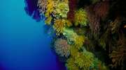 кадр из фильма На глубине морской (Under the Sea) - 10